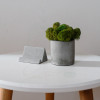 Набор из бетона со мхом, фито-офис с подставкой для смартфона, серый, 14х12 см